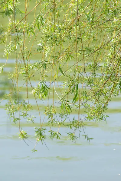 Natuur Groene Bladeren Van Een Boom Het Voorjaar — Stockfoto