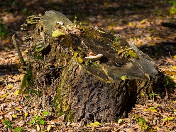 Herbstlandschaft Pilze Auf Einem Alten Baumstumpf — Stockfoto