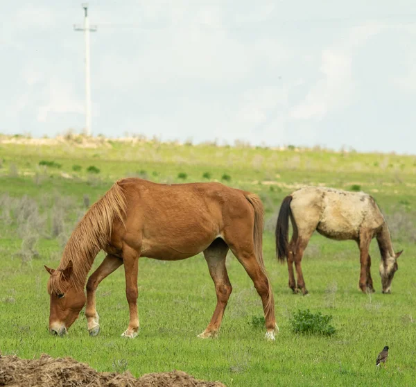 Horse Grazed Summer Green Meadow — Stock Photo, Image