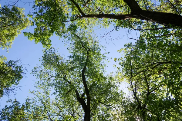 Πράσινα Φύλλα Θέα Δέντρα Από Κάτω Στο Γαλάζιο Του Ουρανού — Φωτογραφία Αρχείου