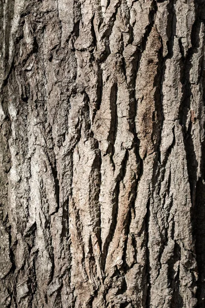 Texture Corteccia Albero Sfondo Grigio — Foto Stock