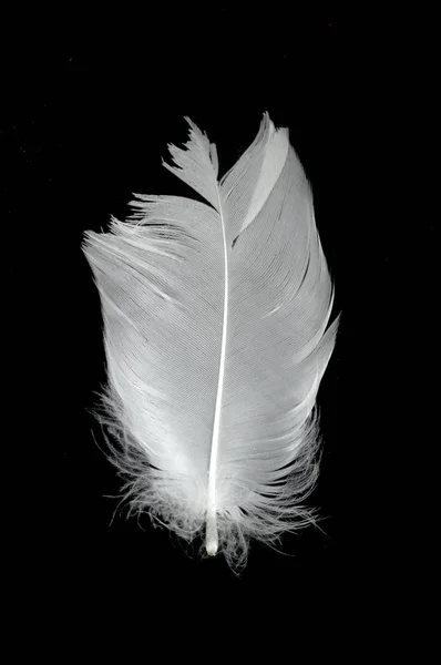 Λευκό Φτερό Κύκνου Μαύρο Φόντο Στον Αέρα Αφηρημένα Λευκά Φτερά — Φωτογραφία Αρχείου