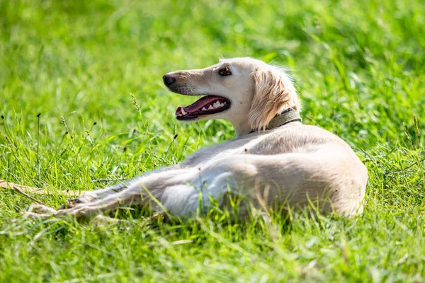 Köpek avcılık, doğa yeşil alan yaz.