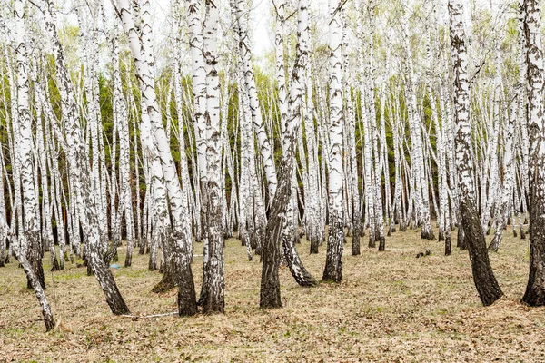 桦树森林草早春风景林区 — 图库照片