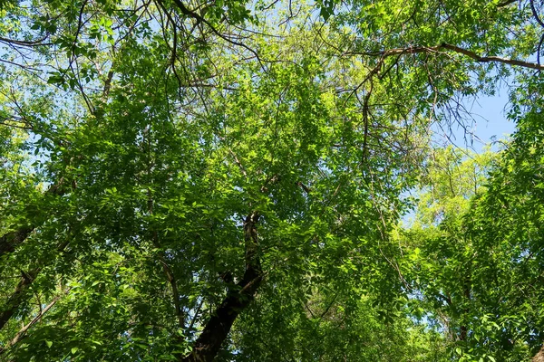 Hojas Verdes Árboles Vista Desde Abajo Contra Cielo Azul Naturaleza — Foto de Stock