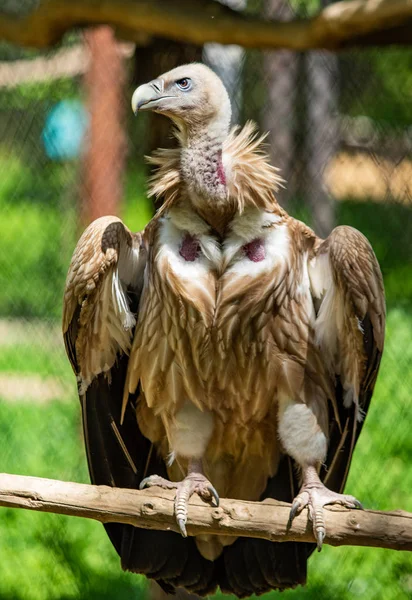 Pájaro Presa Está Sentado Árbol Hojas Verdes Verano —  Fotos de Stock