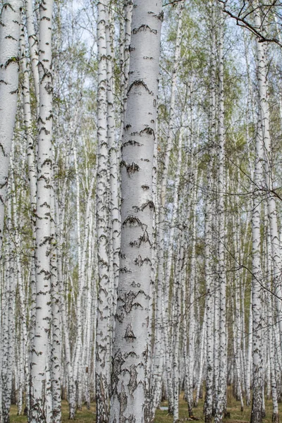 Biały Brzozy Las Tło Wiosna — Zdjęcie stockowe