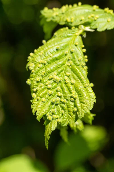 Gröna Blad Med Insekter Bladlöss — Stockfoto