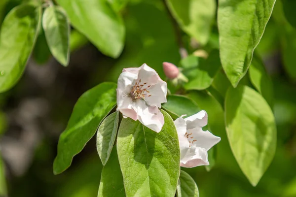 Fehér Virágok Birsalma Zöld Levelek Tavaszi Természet — Stock Fotó