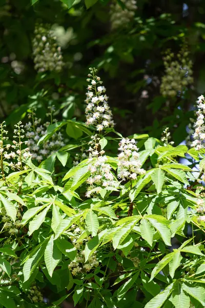 Fleurs Châtaignes Blanches Feuillage Vert — Photo