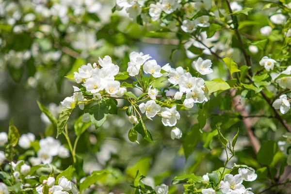 Witte Bloemen Van Appelboom Zijn Groene Bladeren Van Boom Tegen — Stockfoto