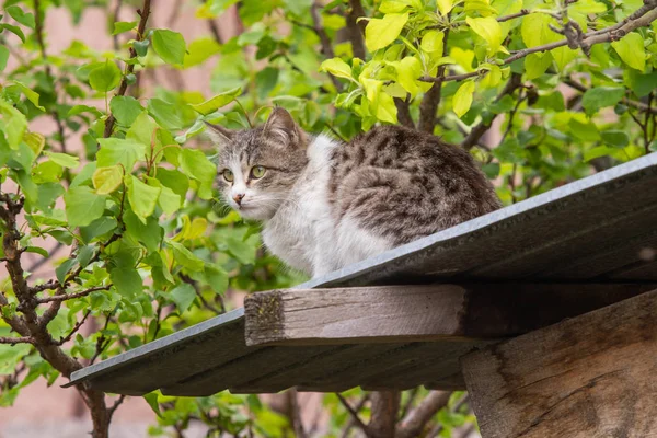 Gato Doméstico Sentado Verano Calle Primer Plano —  Fotos de Stock