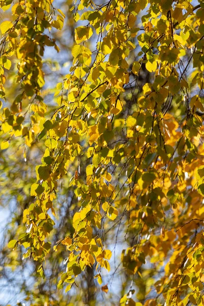 黄桦叶在秋天的树上 — 图库照片