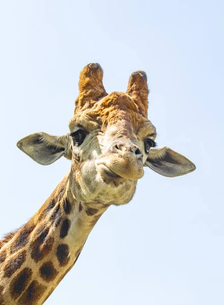 Girafa Cabeça Retrato Céu Verde Árvores — Fotografia de Stock
