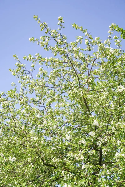 春の緑の庭 青空に向かうリンゴの木 — ストック写真