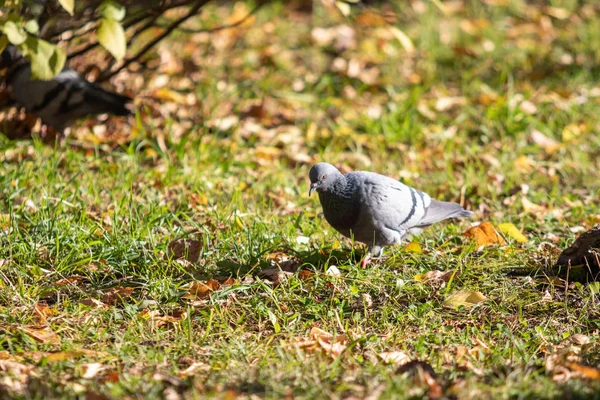 Vildduva Gula Blad Gräset — Stockfoto