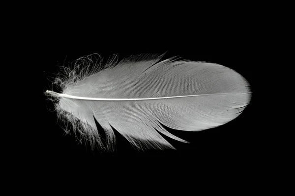 White Swan Feather Black Background Air Abstract White Feathers Floating — Stock Photo, Image