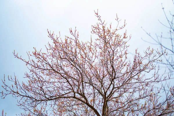 Alberi Verdi Contro Cielo Blu Paesaggio Estivo — Foto Stock