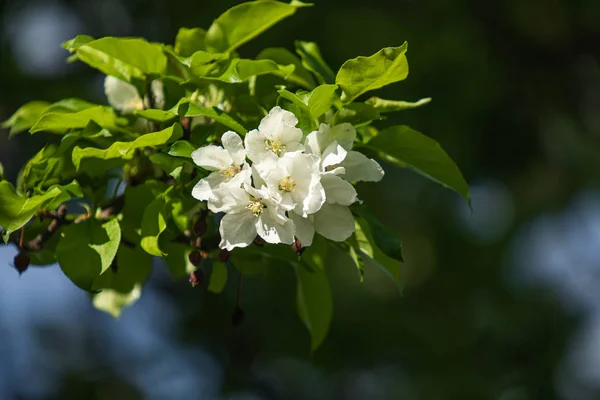 Las Flores Blancas Del Manzano Son Las Hojas Verdes Del — Foto de Stock
