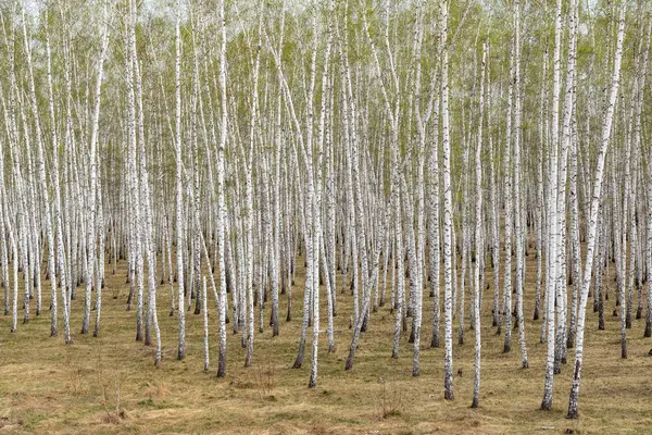 Árboles Abedul Bosque Hierba Primavera Temprana Paisaje Bosque Área —  Fotos de Stock