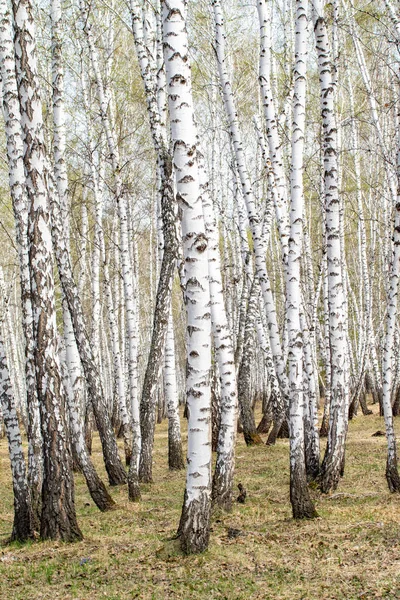 Berken Bomen Bos Gras Vroege Lente Landschap Bos Gebied — Stockfoto