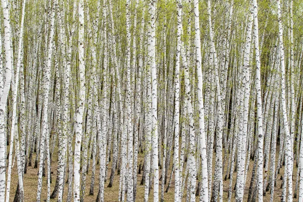 Árboles Abedul Blanco Fondo Del Bosque Primavera —  Fotos de Stock