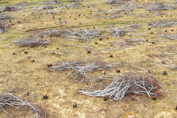 Cortar Bosque Abedules Tocón Árbol Campo Idilio Destrucción Ecología Naturaleza —  Fotos de Stock