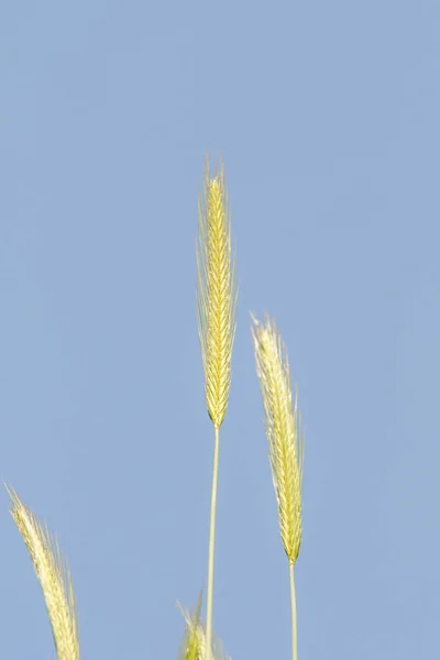 Spike Wild Wheat Blue Sky — Stock Photo, Image