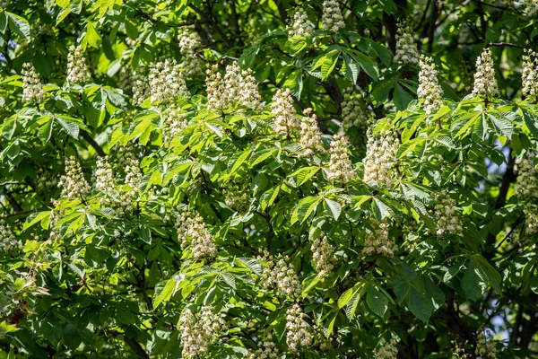 Blüten Weißer Kastanien Mit Grünem Laub — Stockfoto