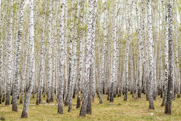Árboles Abedul Bosque Hierba Primavera Temprana Paisaje Bosque Área —  Fotos de Stock