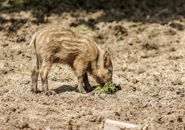 Dziki Mały Dzik Bliska Błocie — Zdjęcie stockowe