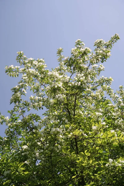 Flores Blancas Cereza Manzana Contra Cielo Azul Naturaleza Primavera — Foto de Stock
