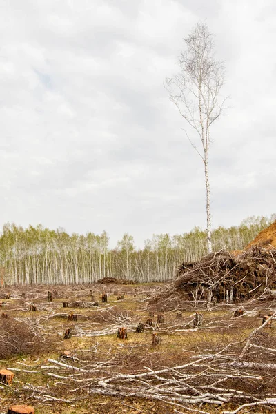 倒れた森 空の雲を背景に1つの白樺 自然生態学の破壊 — ストック写真