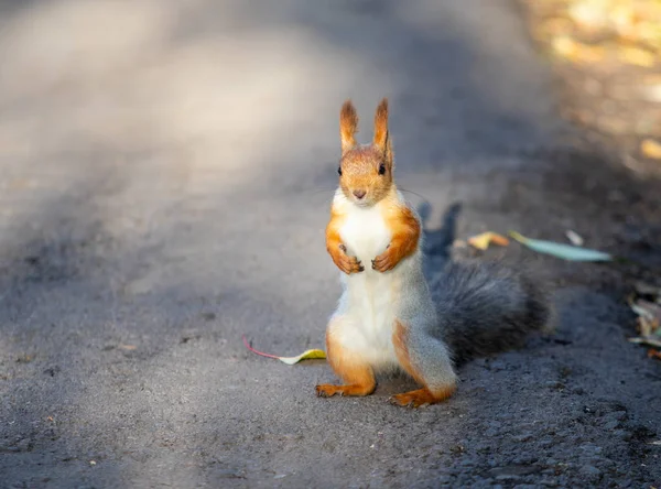 秋の森公園のリス — ストック写真