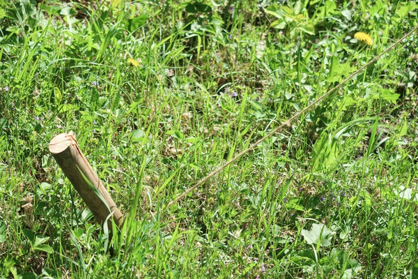 Holzpfahl Boden Mit Einem Seil Grünen Gras — Stockfoto