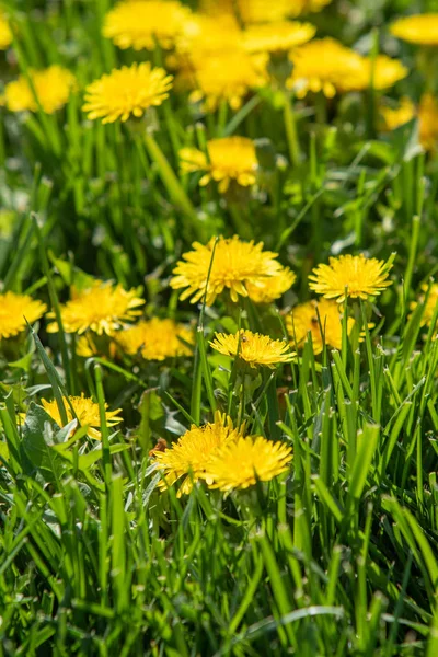 Žloutlá Květina Zelené Trávě Jarní Scenérie — Stock fotografie