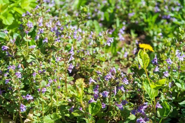 Fleurs Violettes Menthe Parfumée Dans Herbe Verte — Photo