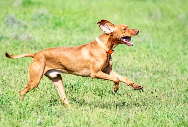 Der Jagende Rote Hund Läuft Auf Einem Grünen Gras Sommergrüne — Stockfoto