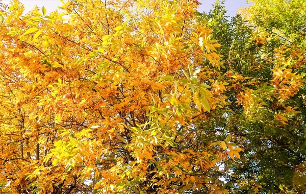 Gele Herfst Loof Een Boom Tegen Een Blauwe Lucht Panorama — Stockfoto