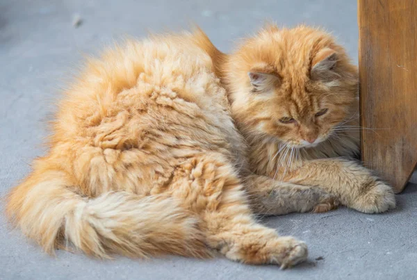 Domowy Kot Siedzi Letniej Ulicy Zbliżenie — Zdjęcie stockowe