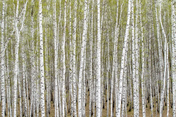 Witte Berken Bomen Bos Achtergrond Lente — Stockfoto