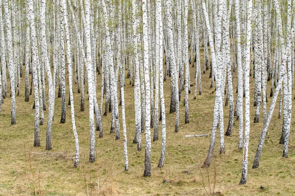 Árboles Abedul Bosque Hierba Primavera Temprana Paisaje Bosque Área —  Fotos de Stock