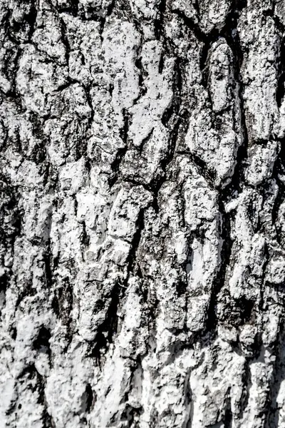 Textur Trä Bakgrund Träd Bark — Stockfoto