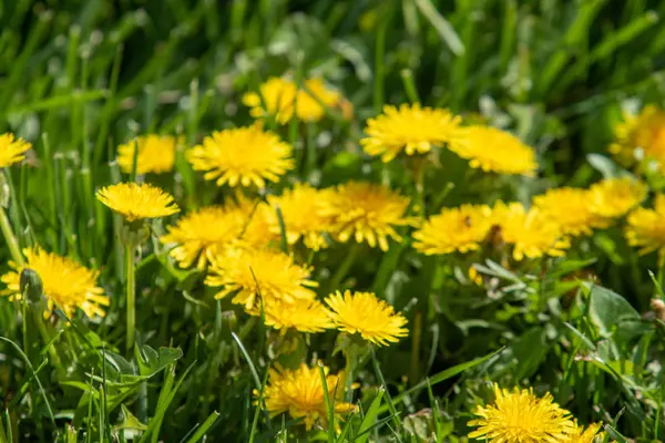 Желтый Цветок Одуванчика Зеленой Траве Весенние Пейзажи — стоковое фото