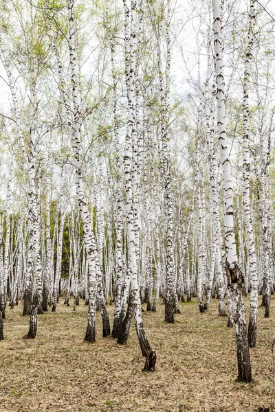 Björk Träd Skogs Gräs Tidig Vår Landskap Skogsområde — Stockfoto