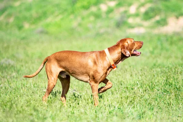 Cane Rosso Caccia Corre Erba Verde Prato Verde Estivo — Foto Stock