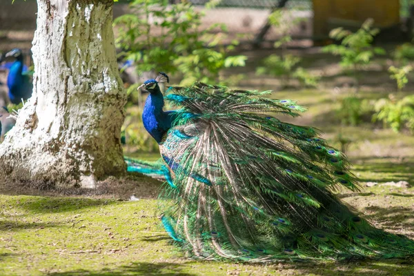 Peacock Bird Verspreid Zijn Mooie Staart Natuur Vogel Pauw — Stockfoto