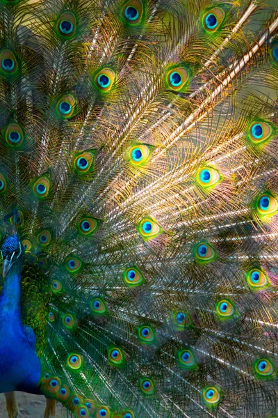 Peacock Bird Spread Its Beautiful Tail Nature Bird Peacock — Stock Photo, Image