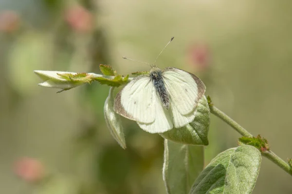 White Butterfly Sits Green Leaf Nature — Stock Photo, Image