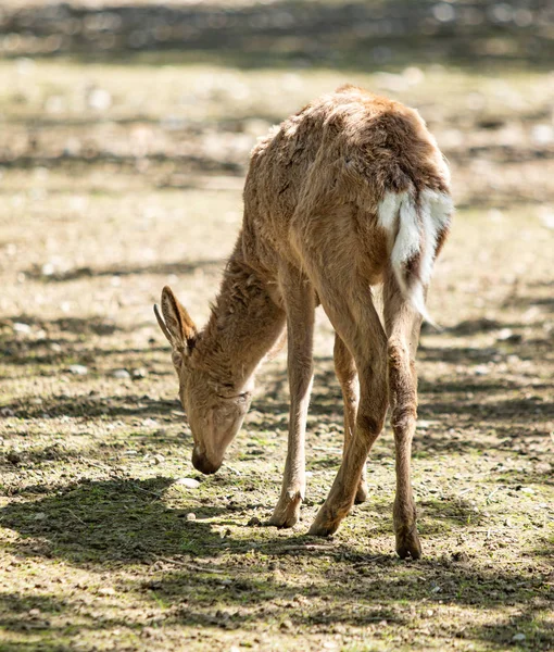 Cervo Sul Terreno Asciutto Estate — Foto Stock